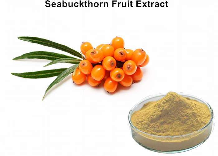 Cheap Brown Sea Buckthorn Berry Extract , Sea Buckthorn Extract Skin Care Polysaccharides Powder wholesale