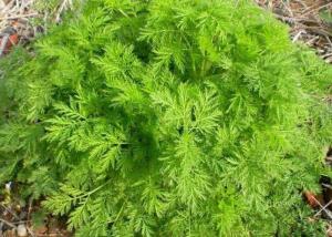 Cheap Food Grade Wormwood Antimalarial Artemisia Annua Extract wholesale