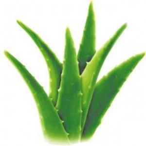 Cheap 10:1 Aloe Vera Extract Powder Whole Leaf Concentrated Juice For Medicine / Food wholesale