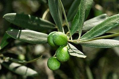Cheap Olive Leaf Plant Extract Powder With 20% Oleuropein Powder Regulating Immunity wholesale