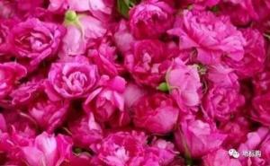 Cheap Dried Rose Buds Flower Fruit Tea Flavored Tea For Regulating Menstruation wholesale
