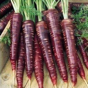 Cheap Black Carrot Extract Anthocyanin Extract Powder Losing Weight Dark Red Powder wholesale