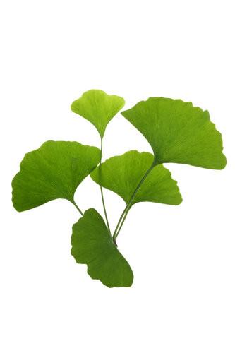 Cheap Pure Ginkgo Biloba Leaf Extract Powder Light Yellow To Brown Powder Promoting Blood Circulation wholesale