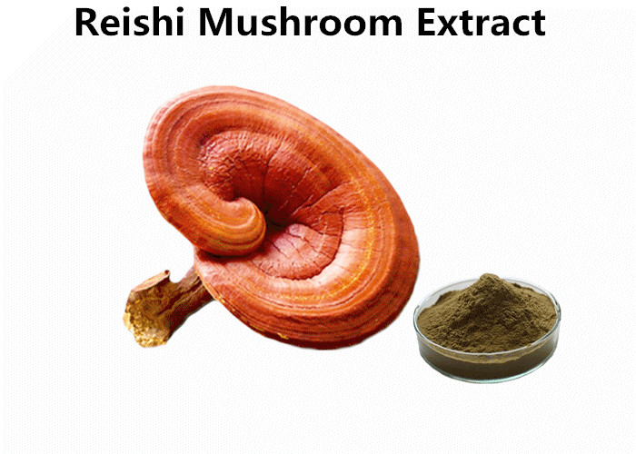 Cheap Pure Reishi Mushroom Polysaccharides Extract Beta D - Glucan Powder Against Tumors wholesale