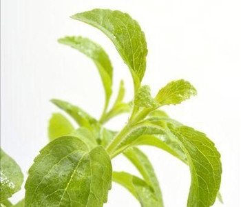 Cheap Zero Calorie Natural Sweetener Powder 95% Total Steviol Glycosides Stevia Leaf Extract Powder wholesale