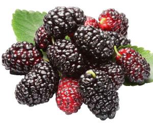 Cheap Dark Purple Mulberry Fruit Powder , Beverage Additive Organic Fruit Fresh Powder wholesale