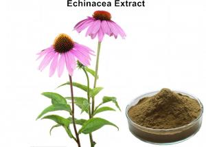 Cheap Echinacea Purpurea Root Extract Improving Immunity , Echinacea Angustifolia Extract wholesale