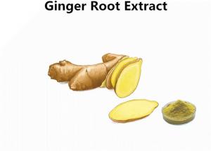 Cheap Water Soluble 1% Gingerols Ginger Root Extract Powder in Bulk for Drink and Supplements wholesale