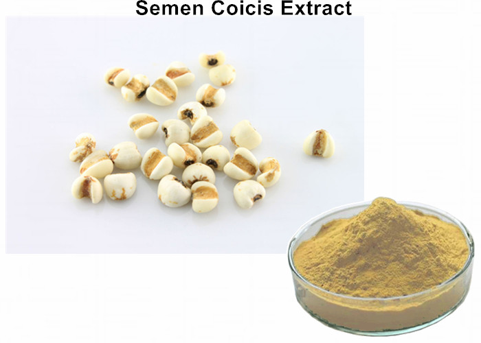 Buy cheap Semen Coicis Extract 0.5% Coixenolide removing acens from wholesalers