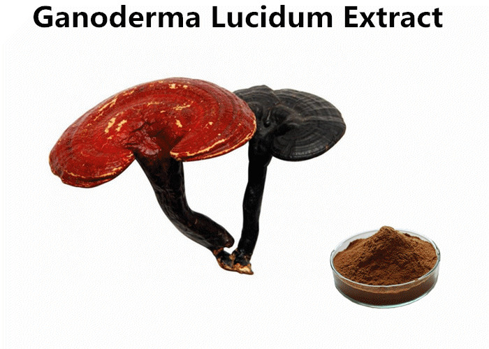 Cheap Non - GMO Ganoderma Lucidum Extract , Reishi Mushroom Extract Powder Non - Irradiated wholesale
