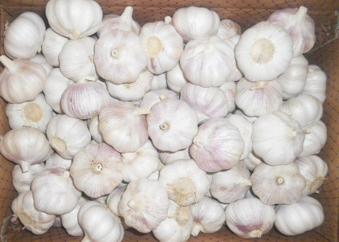 Buy cheap Fresh Spicy Normal White Reducing Bacteria Garlic from wholesalers