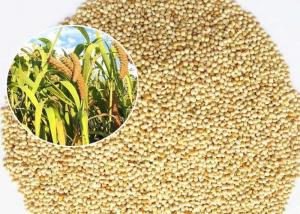 Cheap Mini Size Bird Food For Small Birds , White Millet Seed Premium Quality wholesale