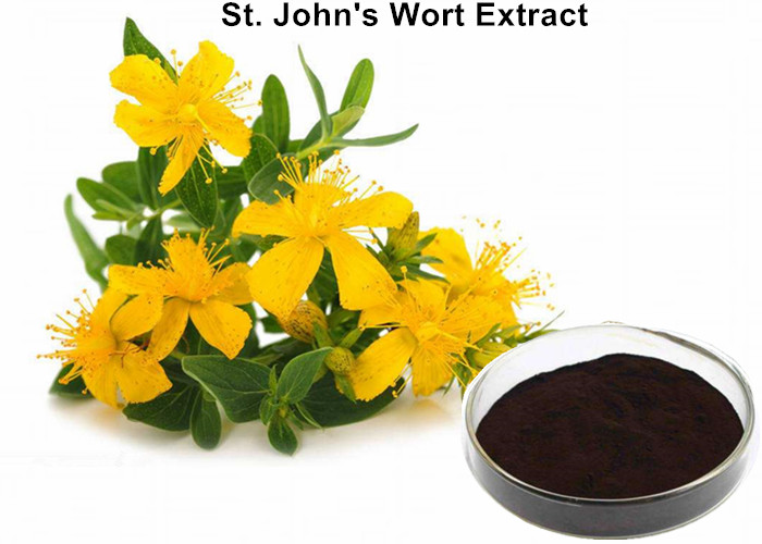 Cheap St. John’S Wort Natural Plant Extracts 0.3% Hypericin Natural Anti - Depression wholesale