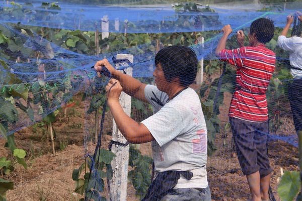 China Anti bird netting protect grape plants, HDPE100% on sale