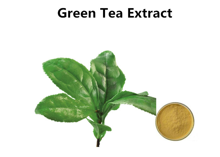 Cheap Egcg Green Tea Extract Weight Loss , Brown Yellow Powder Green Tea Extract For Skin wholesale