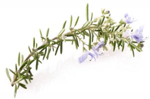 Cheap Sedation Organic Rosemary Extract , Natural Rosemary Leaf Extract For Antioxidants wholesale