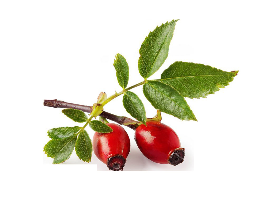 Cheap Anti Aging Fruit Extract Powder Anti Inflammatory Rosehip Extract Poplyphenols wholesale