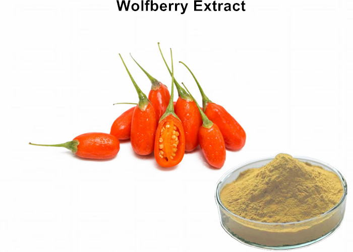 Cheap Heathy Chinese Wolfberry Extract , Lowering Blood Fat Goji Berry Extract Powder wholesale