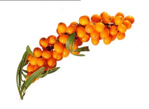 Cheap Antioxidant Fruit Extract Powder 1% Total Flavonoids Seabuckthorn Extract Powder wholesale