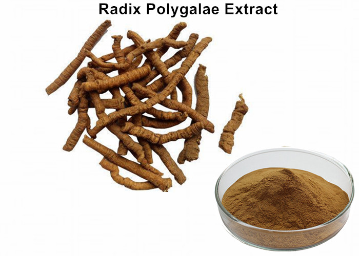 Cheap Radix Polygalae Natural Plant Extracts With 8% Total Saponins Anti - Depression wholesale