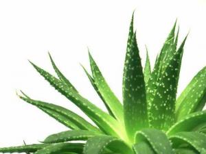 Cheap Custom Aloe Vera Powder For Face , 100:1 Aloe Barbadensis Leaf Juice Powder wholesale