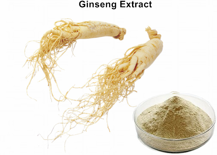 Cheap 5% Ginsenosides Panax Ginseng Root Extract powder Anti-fatigue wholesale