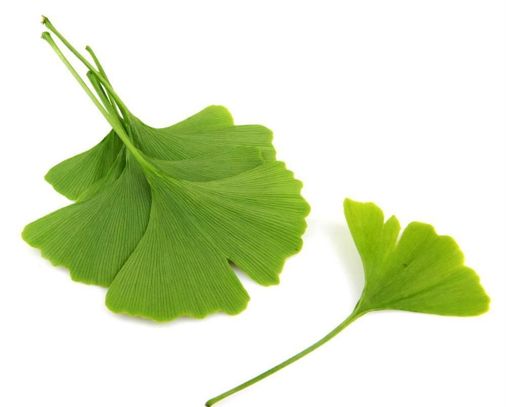 Cheap 24% Flavone Glycosides Ginkgo Biloba Leaf Extract Powder For Pharmaceuticals wholesale