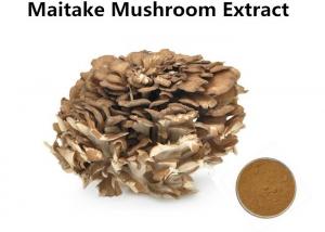 Cheap Improving Immunity Maitake Mushroom Extract , 30% Polysaccharides Maitake Mushroom Powder wholesale
