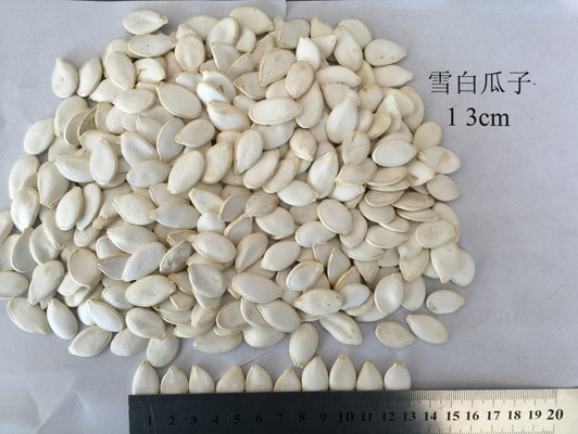 Cheap Big Size Roasted Seeds Pumpkin Seed 13% Moisture Content Natural White Color wholesale