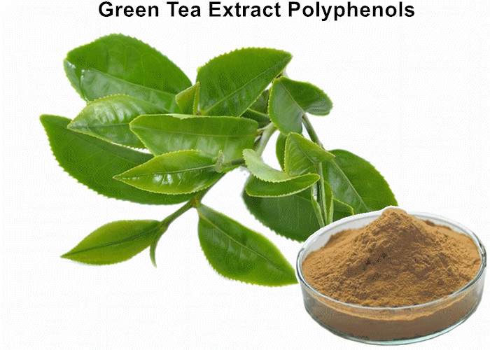 Cheap Organic Green Tea Extract Weight Loss , Bulk Supplements Green Tea Extract Anti - Cancer wholesale
