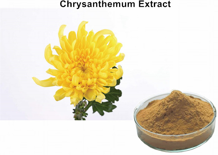 Cheap Chrysanthemum Natural Plant Extracts Powder 3% Flavonoids Curing Cold And Headache wholesale