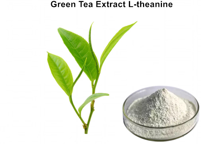 Cheap 100% Natural L - Theanine Green Tea Extract Powder White Healthcare Food For Sleep wholesale