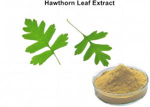 Cheap Hawthorn Leaf Plant Extract Powder 3% Vitexin Lowering Blood Pressure And Blood Fat wholesale