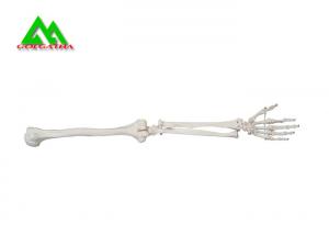 Cheap Arm And Leg Bone Medical Teaching Models Water Resistant Lightweight wholesale