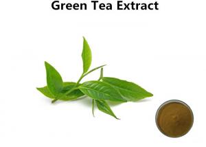 Cheap Low Caffeine Green Tea Extract Powder Antioxidant Lowering Blood Fat Improving Immunit wholesale