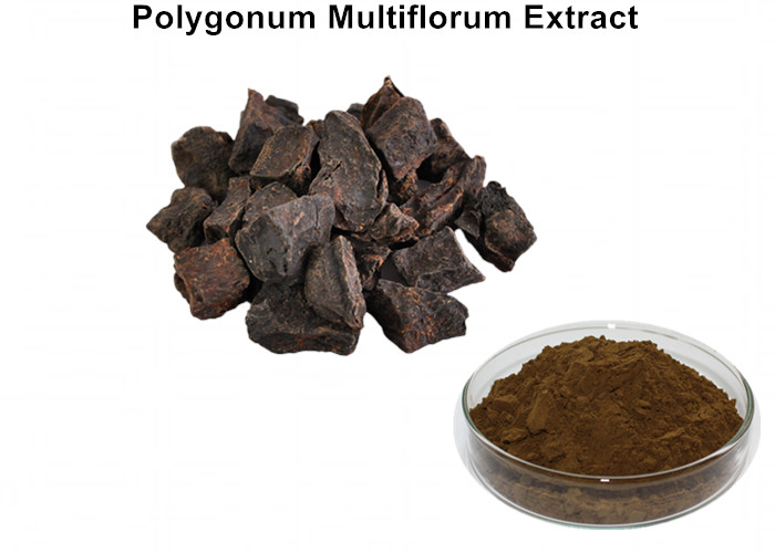 Cheap Polygonum Multiflorum Natural Plant Extracts With 5% Total Anthraquinones wholesale