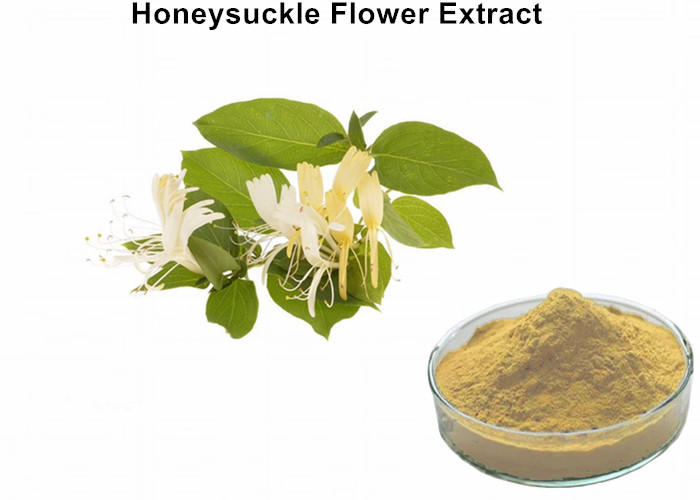Cheap Honeysuckle Flower Plant Extract Powder With 5% Chlorogenic Acid Antibacterial Anti - Inflammatory wholesale
