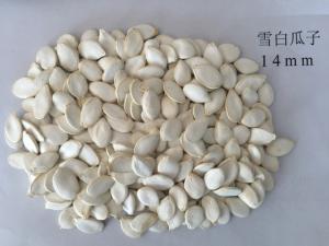 Cheap Snow White 99% Purity Pumpkin Seed Pumpkin Seeds Also Have Certain Effect On Gout wholesale