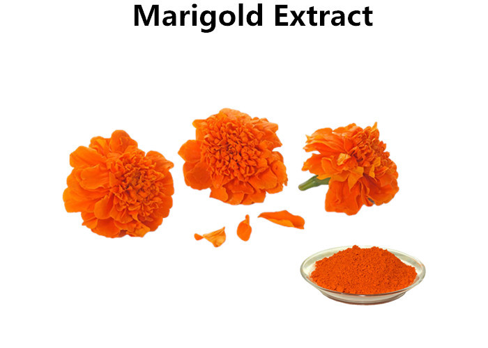 Cheap Orange Red Powder Natural Food Pigments Lutein Marigold Extract Slowing Atherosclerosis wholesale