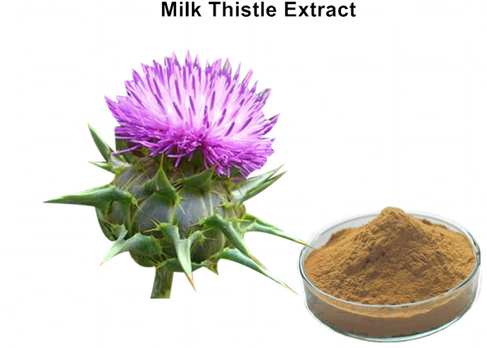 Cheap Milk Thistle Natural Plant Extracts Silymarin Scavenging Active Oxygen For Liver Protecting wholesale