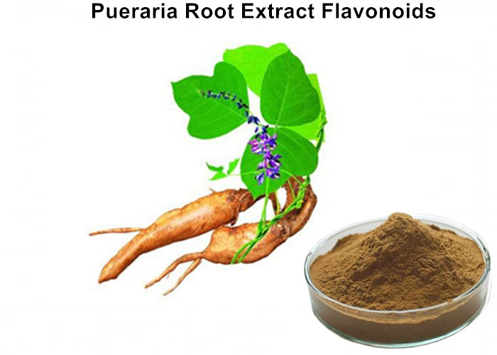 Cheap Pueraria Natural Plant Extracts 40% Flavonoids for Hangover breast enhancement / postponed female menopause wholesale