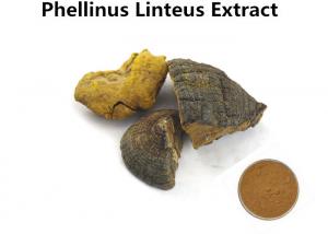 Cheap Medical Phellinus Linteus Mushroom Extract , Pharmaceutical Natural Botanical Extracts wholesale