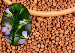 Cheap Semen Raphani Healthy Edible Oil Contains 86.16% Unsaturated Fatty Acids wholesale