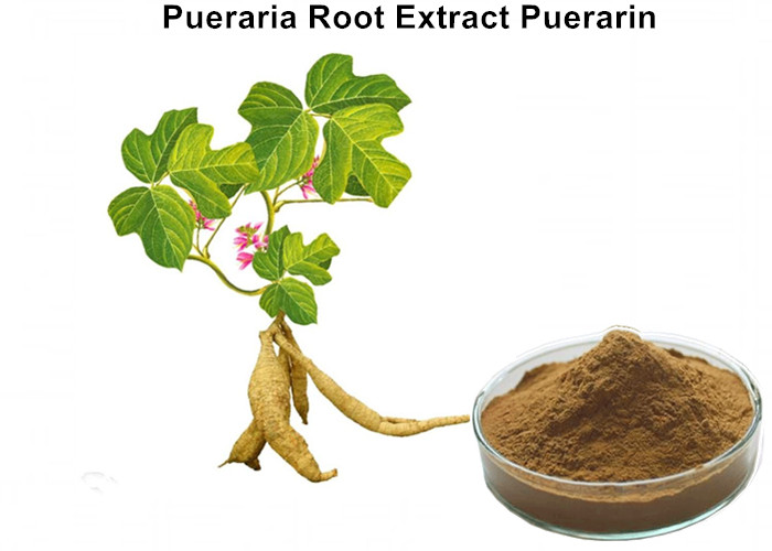 Cheap Pueraria lobata (Willd.) Ohwi Plant Extract Pueraria Root Extract 10% Puerarin HPLC Powder wholesale