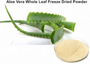Cheap Custom Aloe Vera Powder For Face , 100:1 Aloe Barbadensis Leaf Juice Powder wholesale