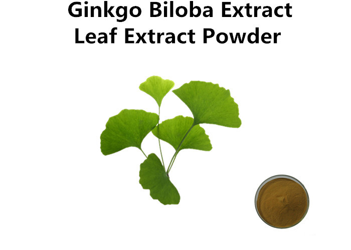 Cheap Natural Low Density Ginkgo Biloba Leaf Extract Powder Regulate Blood Lipids wholesale