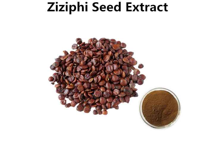 Cheap Ziziphi Seed / Spina Date Natural Plant Extracts 2% Jujuboside Sedation Dark Brown Powder wholesale