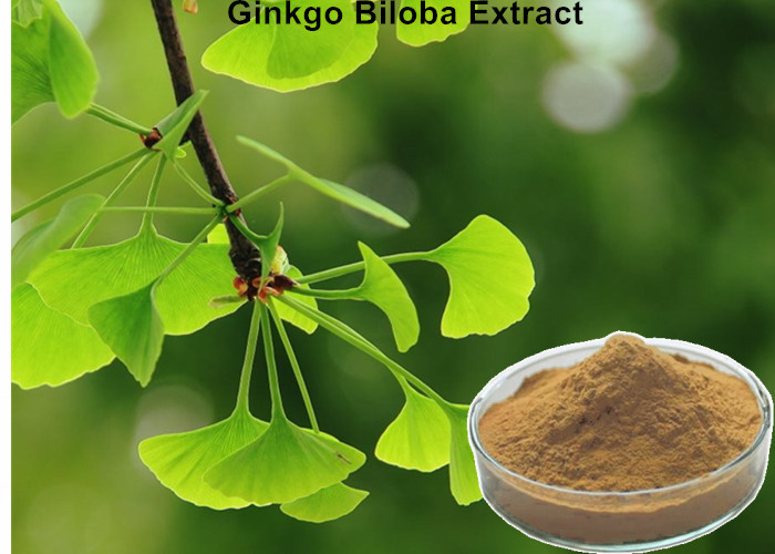 Cheap Low Ginkgolic Acid Ginkgo Biloba Leaf Extract Powder Effective Dilate Blood Vessels wholesale
