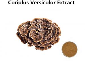 Cheap Coriolus Versicolor Extract Mushroom Polysaccharides Transforming Phlegm Customized wholesale