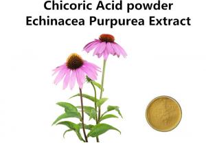 Cheap Chicoric Acid Plant Extract Powder Echinacea Purpurea Extract Enhance Immunity wholesale